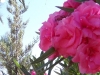 SAMSUNG DIGITAL CAMERA