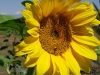 SAMSUNG DIGITAL CAMERA